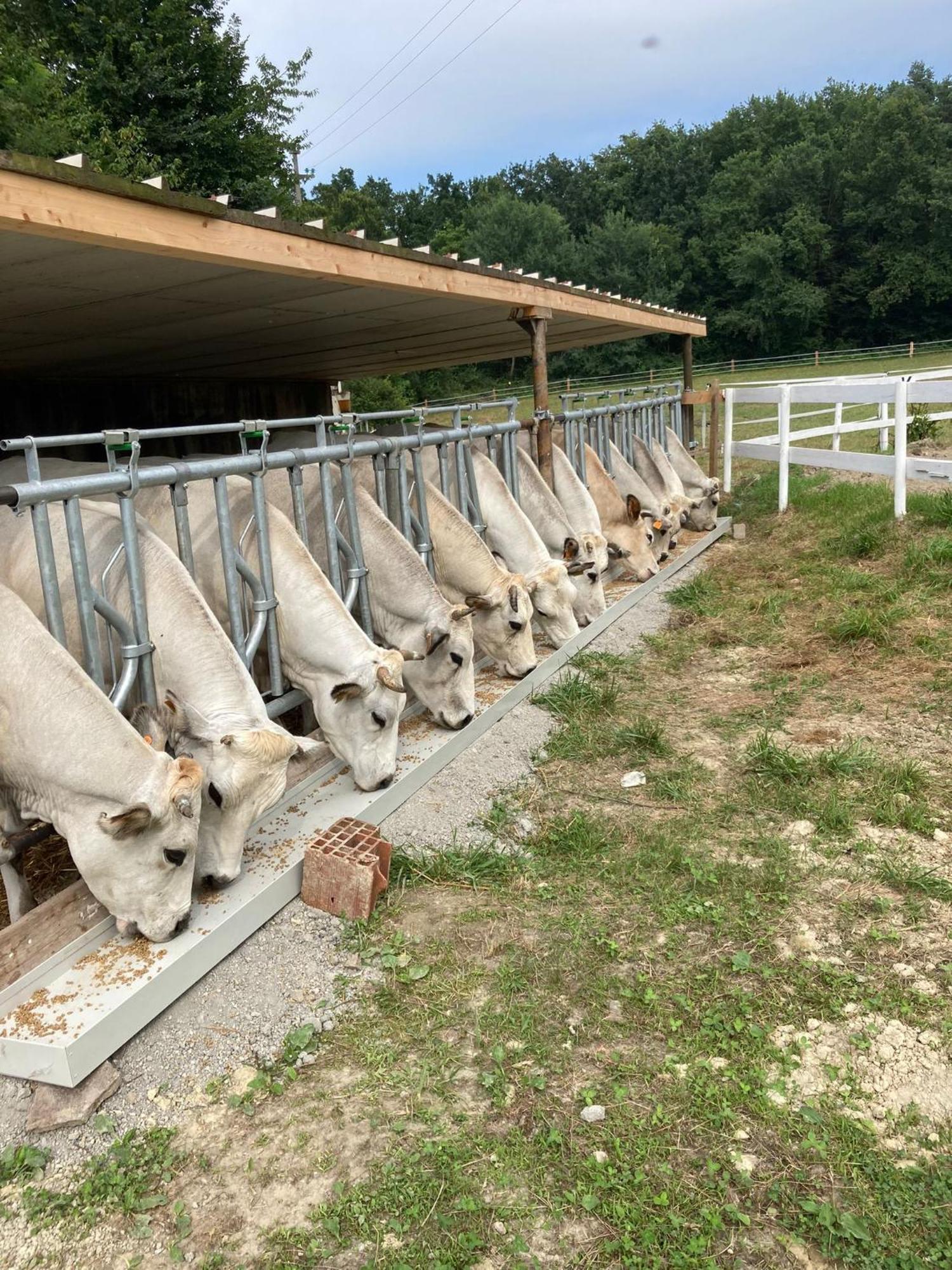 Agriturismo La Fornace Centro Ippico Como Exteriör bild