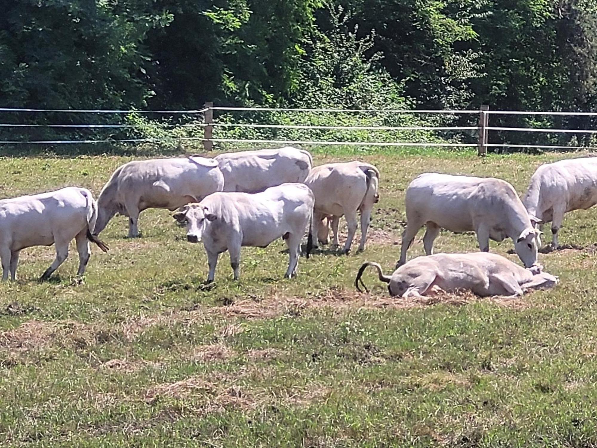 Agriturismo La Fornace Centro Ippico Como Exteriör bild